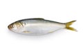 Kohada gizzard shad, Japanese sushi ingredient fish Royalty Free Stock Photo