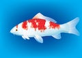 Kohaku Koi carp