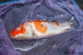 Kohaku Koi fish died due to poor water quality i.e. ammonia poisoning