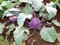 Kohlrabi