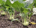 Kohlrabi