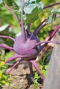 Kohlrabi