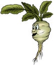 Kohlrabi