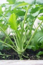 Kohlrabi brassica vegetable side view - growing in soil in garden bed Royalty Free Stock Photo