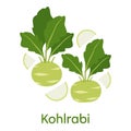 Vegetable Cabbage Kohlrabi. Illustration EPS