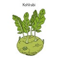 Kohlrabi cabbage Brassica oleracea