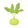 Kohlrabi cabbage, fresh farm vegetable. Vector illustration Royalty Free Stock Photo