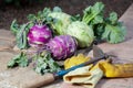 Kohlrabi cabbage and gloves lie on edge of garden