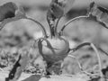 Kohlrabi cabbage growing in garden. Kohlrabi or turnip cabbage in vegetable bed. Royalty Free Stock Photo