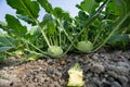 Kohlrabi cabbage growing in garden. Royalty Free Stock Photo