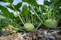 Kohlrabi cabbage growing in garden.