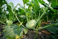 Kohlrabi cabbage growing in garden. Royalty Free Stock Photo