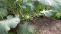 Kohlrabi cabbage growing in garden. Kohlrabi or turnip cabbage in vegetable bed Royalty Free Stock Photo