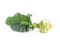 Kohlrabi cabbage with root isolated on white