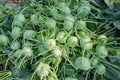 Kohlrabi cabbage vegetables have been arranged for export. Royalty Free Stock Photo