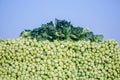 Kohlrabi cabbage vegetables have been arranged Royalty Free Stock Photo