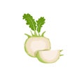 Kohlrabi cabbages. Halved and quarter. Illustration of fresh farm vegetables. Eco turnip cabbage. Vector illustration for markets,