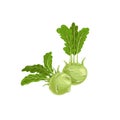 Kohlrabi cabbages. Illustration of fresh farm vegetables. Eco turnip cabbage. Vector illustration for markets, prints, packages.