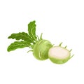 Kohlrabi cabbages. Whole and halved. Illustration of fresh farm vegetables. Eco turnip cabbage. Vector illustration for markets, p