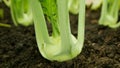 Kohlrabi farm young harvest field bio turnip white tuber detail ripe greenhouse foil farming harvesting root crop German