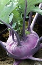 Kohlrabi on the garden bed Royalty Free Stock Photo