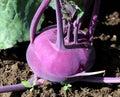 Kohlrabi (German Turnip)