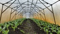 Kohlrabi greenhouse foil seedlings young planting tuber bio detail field lettuce spinach root crop turnip German white