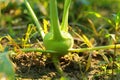 Kohlrabi growing in the field, closeup of photo Royalty Free Stock Photo