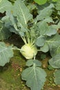 Kohlrabi growing in the garden