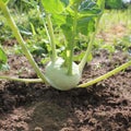 kohlrabi growing in the garden Royalty Free Stock Photo