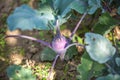 Kohlrabi growing in the garden Royalty Free Stock Photo