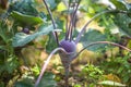 Kohlrabi growing in the garden Royalty Free Stock Photo