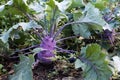 Kohlrabi growing in garden Royalty Free Stock Photo