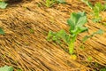 Kohlrabi growing in home vegetable garden. Royalty Free Stock Photo