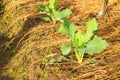 Kohlrabi growing in home vegetable garden. Royalty Free Stock Photo