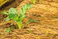 Kohlrabi growing in home vegetable garden. Royalty Free Stock Photo