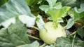 Kohlrabi growing in organic vegetable garden Royalty Free Stock Photo