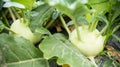 Kohlrabi growing in organic vegetable garden Royalty Free Stock Photo