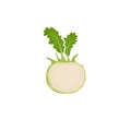 Kohlrabi halved cabbage. Illustration of fresh farm vegetable. Eco turnip cabbage. Vector illustration for markets, prints, packag