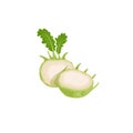 Kohlrabi halved cabbages. Illustration of fresh farm vegetable. Eco turnip cabbage. Vector illustration for markets, prints, packa