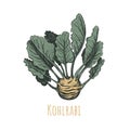 Kohlrabi hand drawing. Kohlrabi vector