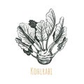 Kohlrabi hand drawing. Kohlrabi vector illustration.