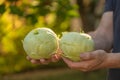 Kohlrabi harvest.Fresh kohlrabi in male hands in a sunny garden