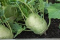 kohlrabi Harvest. kohlrabi rooted in the ground.Ripe kohlrabi with leaves . Organic vegetables.Fresh big kohlrabi from