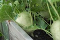 kohlrabi Harvest. kohlrabi rooted in the ground.Ripe kohlrabi with leaves in wooden beds. Organic vegetables.Fresh big