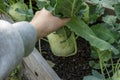 kohlrabi Harvest. kohlrabi rooted in the ground.Ripe kohlrabi with leaves in wooden beds. Organic vegetables.