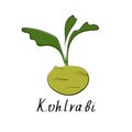 Kohlrabi icon in flat style. Isolated object. Cabbage logo. Isolated object. Organic vegetable food. Vector illustration