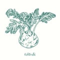 Kohlrabi. Ink black and white doodle drawing