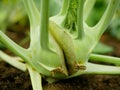 Kohlrabi overripe cracked close-up bio harvest planting tuber root soil vegetable crop cracking crack turnip German