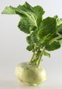 Kohlrabi Plant